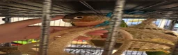 Conures birds for sale: Pineapple conure pair!! - Advert 1