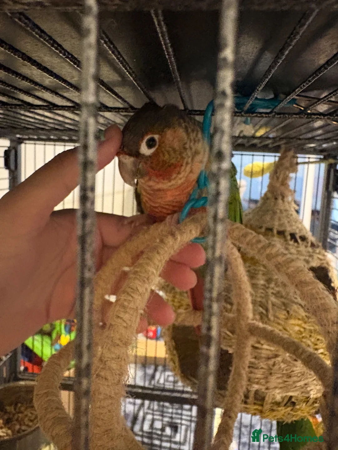 Conures birds for sale: Pineapple conure pair!! - Advert 1