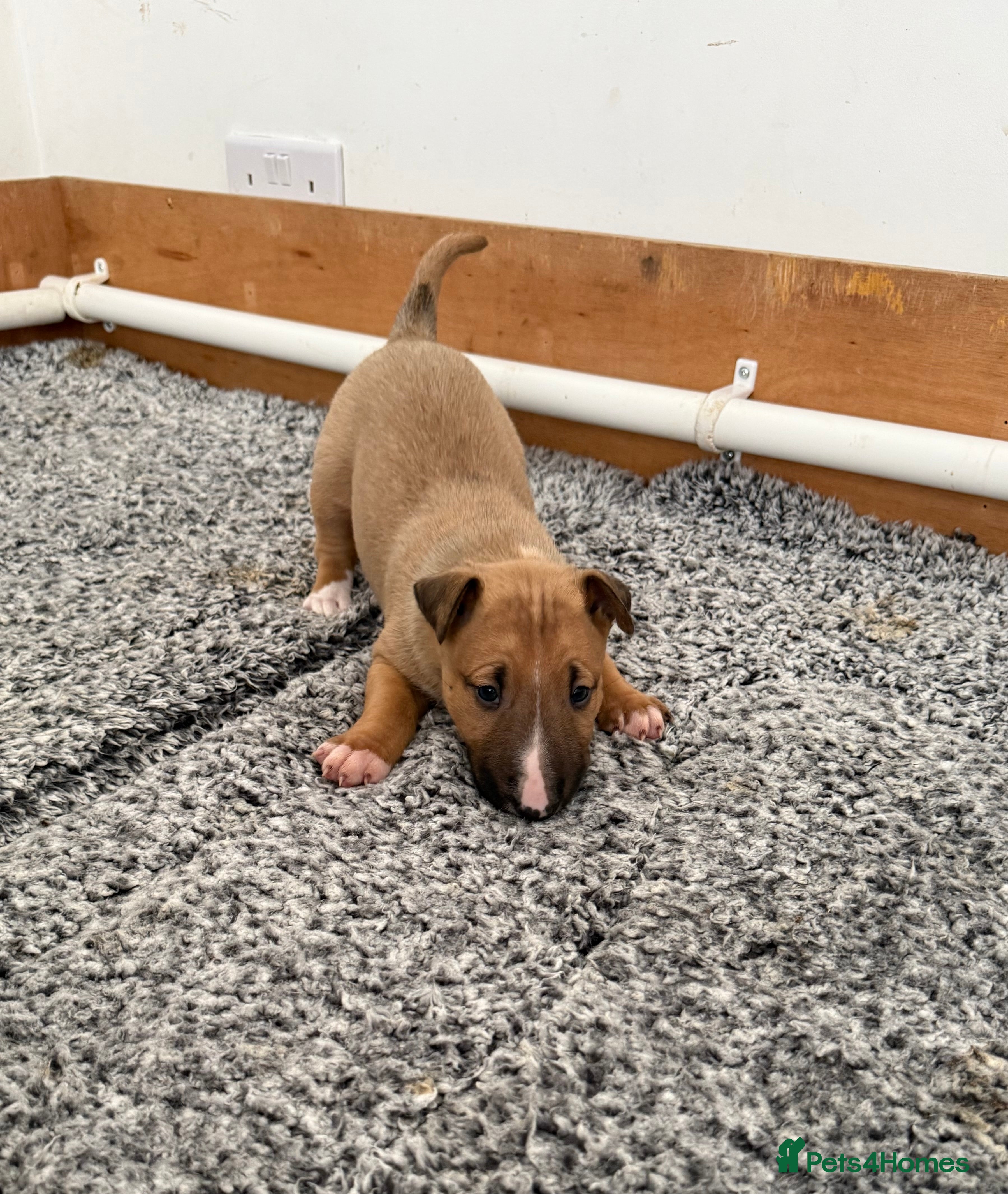 English Bull Terrier dogs KS-registered English Bull Terrier Puppies  - Advert 1