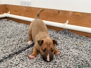 English Bull Terrier dogs KS-registered English Bull Terrier Puppies - Advert 2