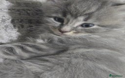 British Longhair cats for sale: Beautiful female kitten  - Image 4