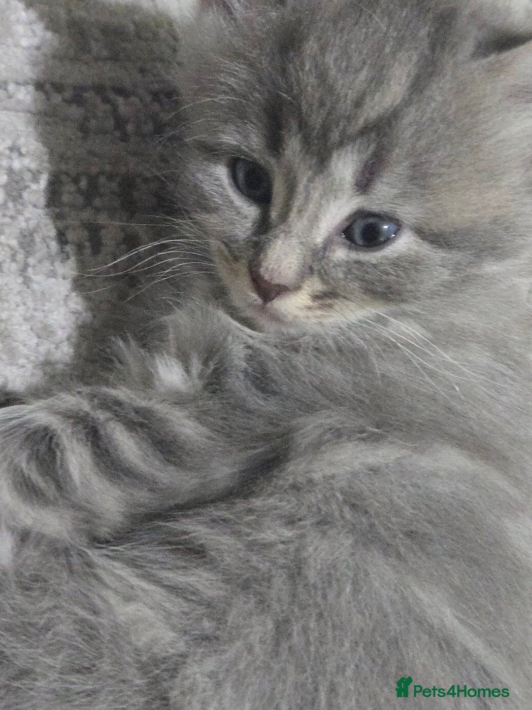British Longhair cats for sale: Beautiful female kitten  - Image 4