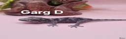 Gecko reptiles for sale: Gargoyle Gecko Hatchlings/Juveniles - Advert 8