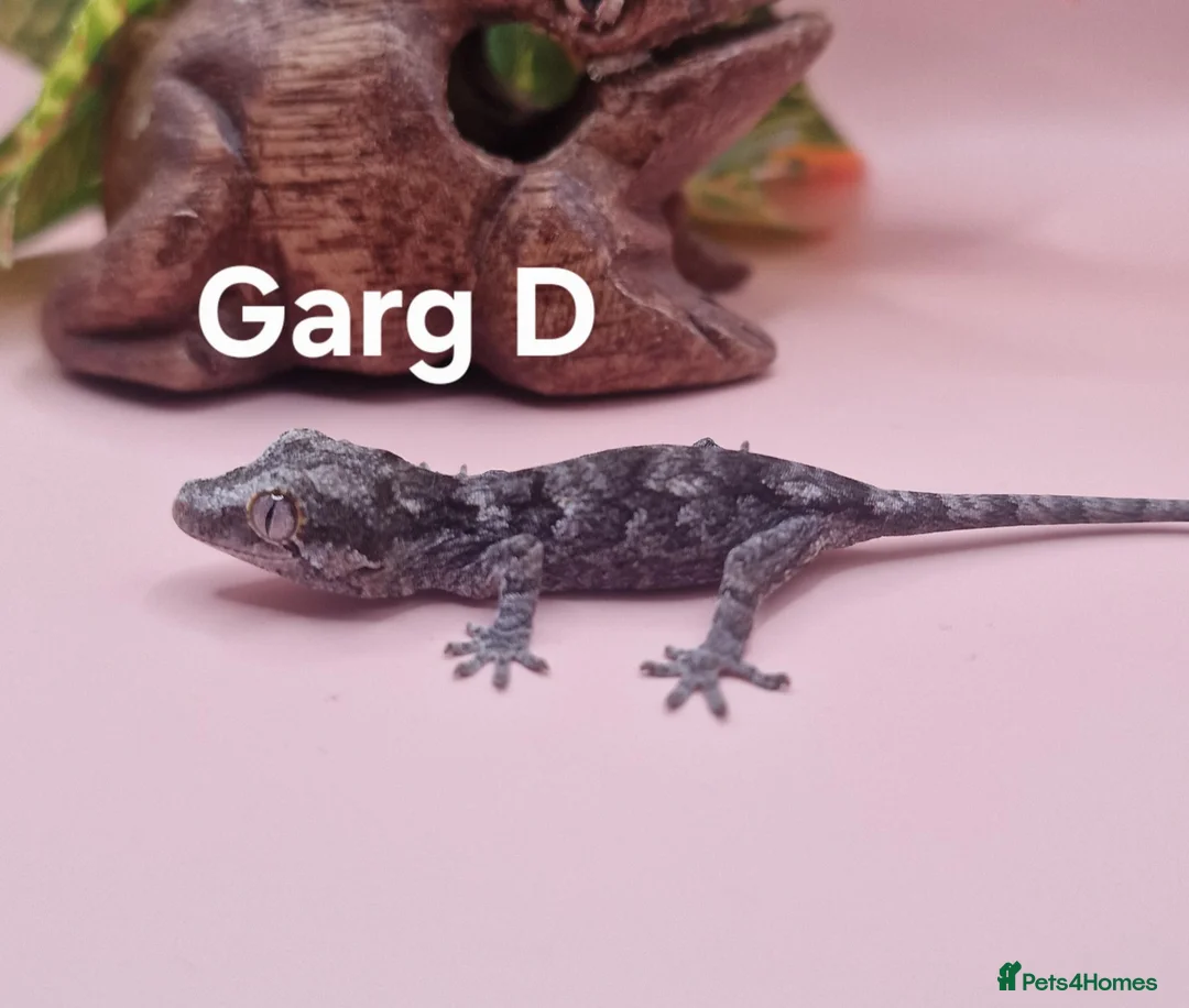 Gecko reptiles for sale: Gargoyle Gecko Hatchlings/Juveniles - Advert 8