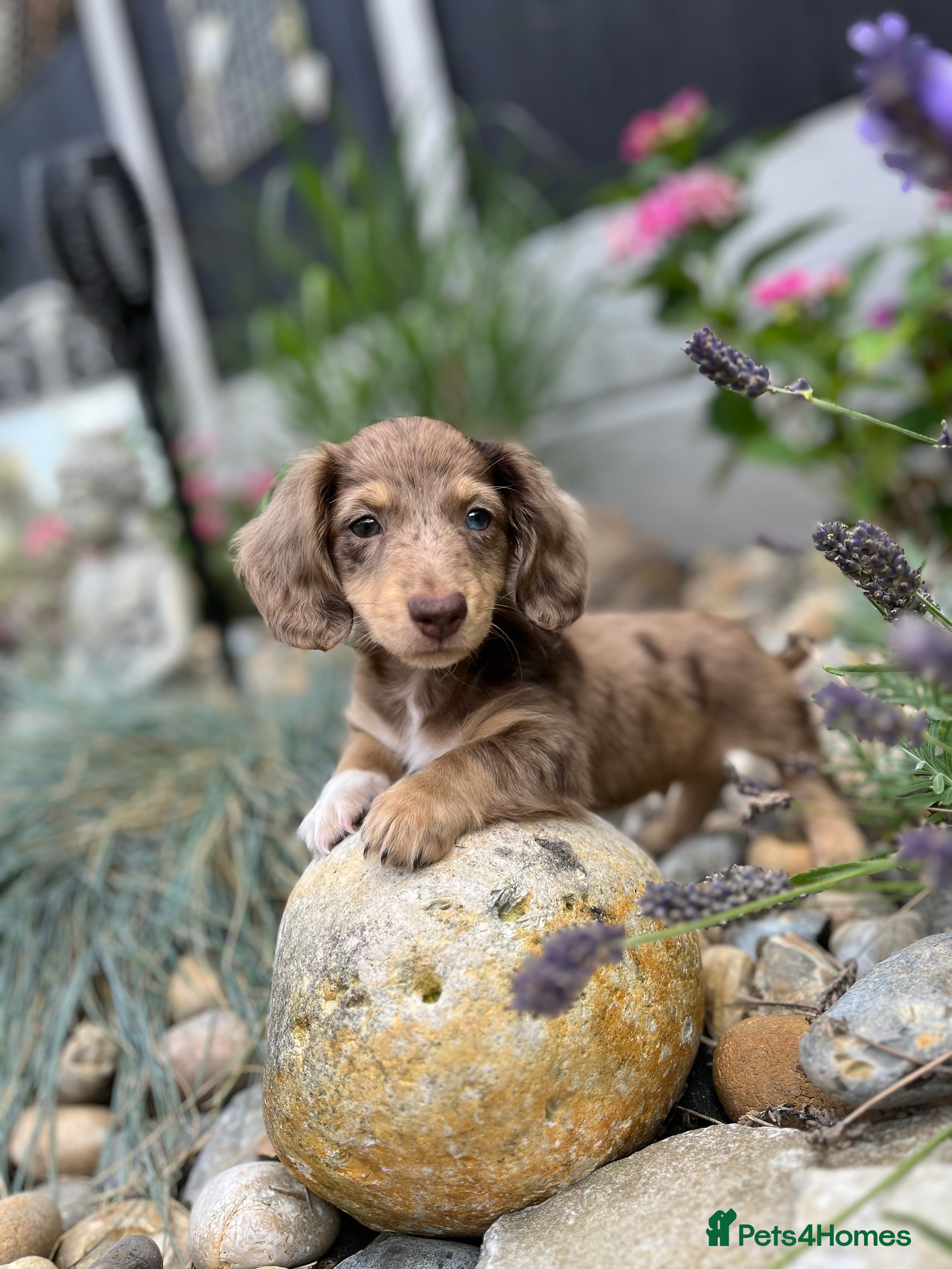 Miniature Dachshund dogs Stunning long haired miniature dachshunds  - Advert 2