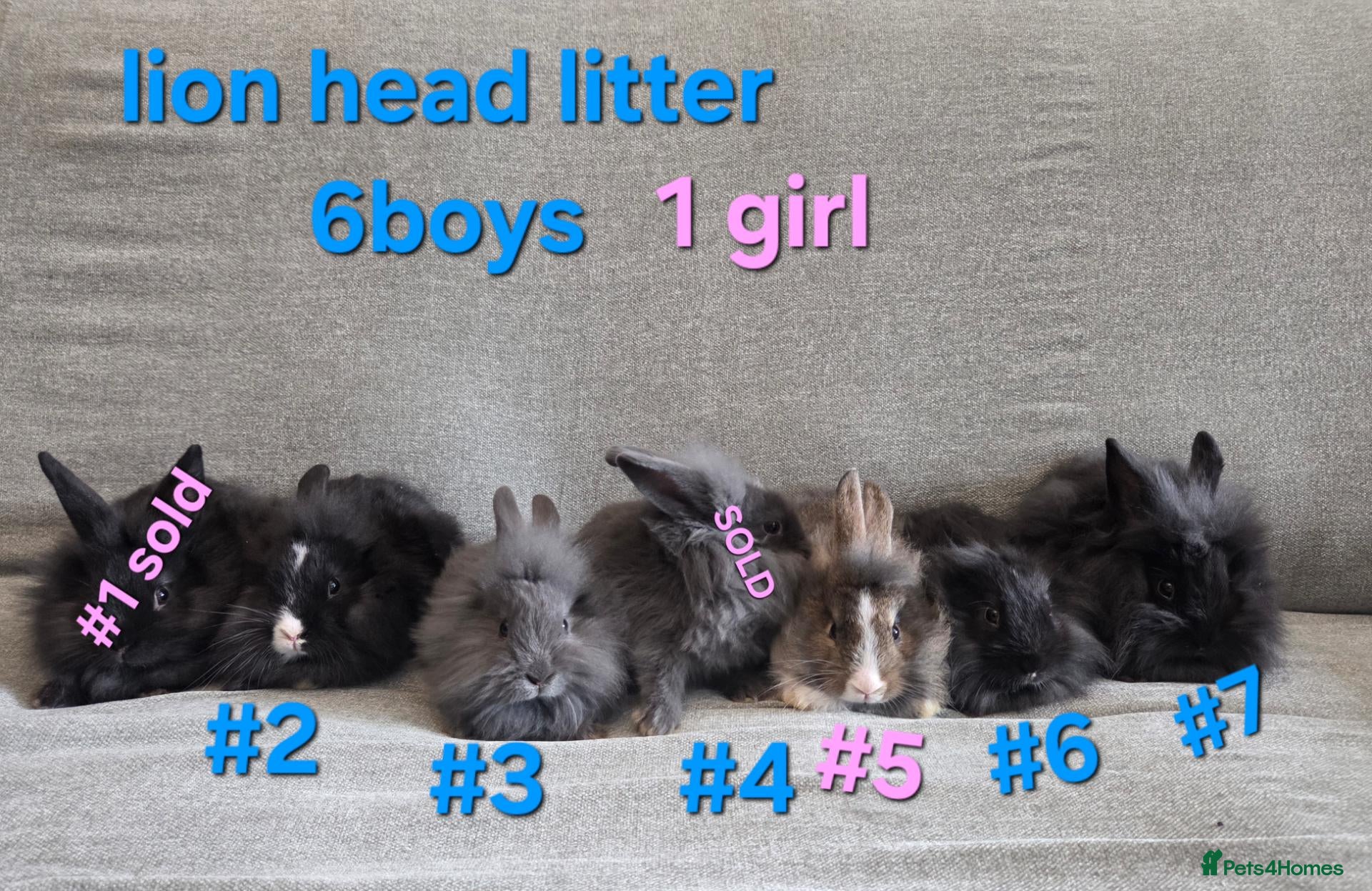 Lionhead rabbits £30 each Very tame 8wk lion head baby bunnies  - Advert 1