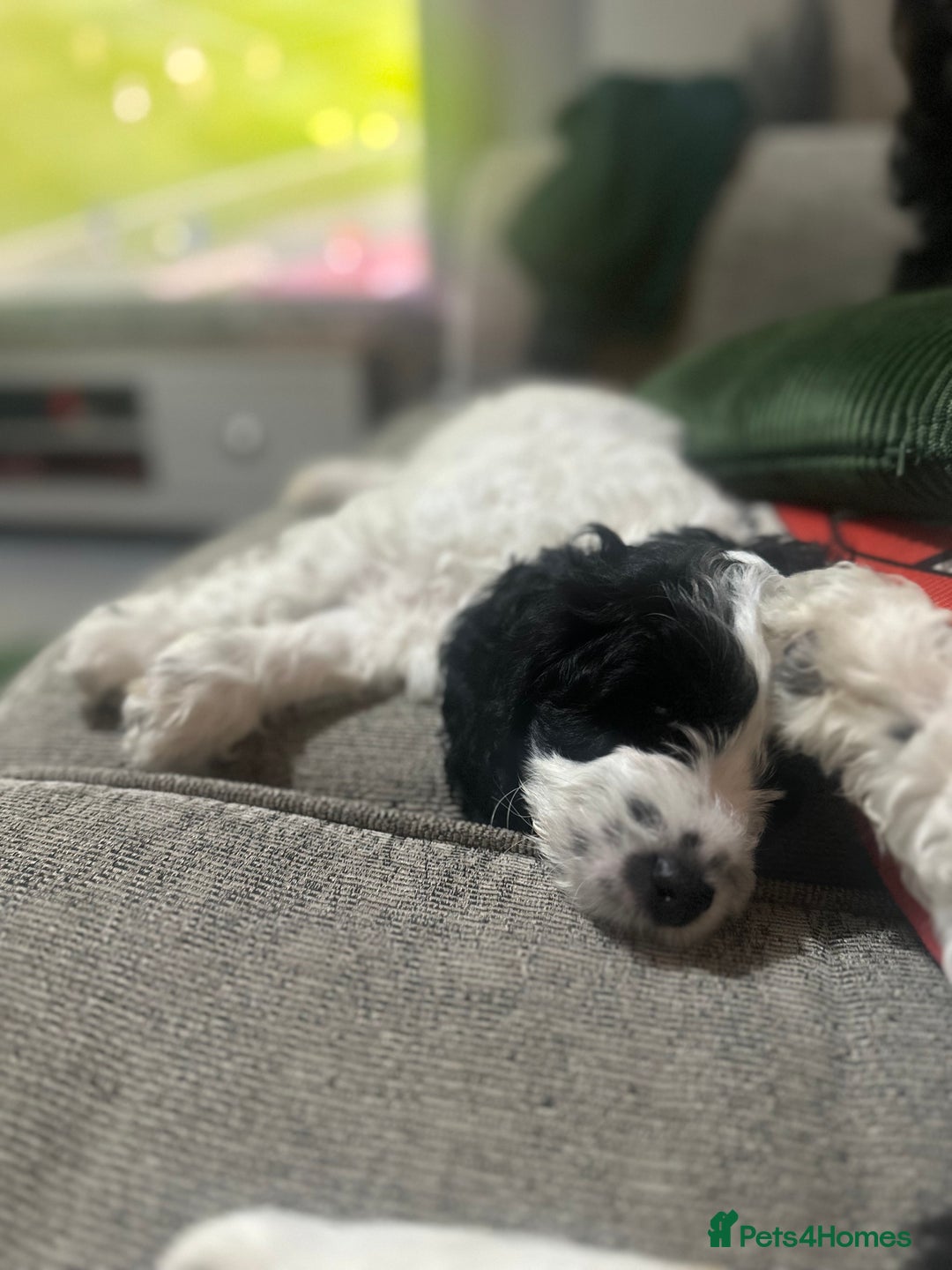 Mixed Breed dogs for sale: 3 LEFT - Cockapoo Cavapoo Puppies - READY TO GO - Advert 5