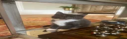 Maine Coon cats for sale: Beautiful fluffy Maine Coon x kittens - Advert 8