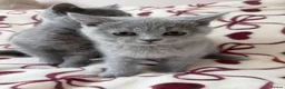 British Shorthair cats for sale: Beautiful British Shorhair Kittens for Sale - Advert 8