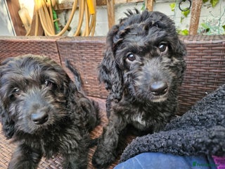 Cockapoo dogs - Advert 1