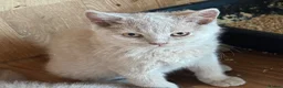 British Shorthair cats for sale: GCcf BSH two boys  - Advert 3