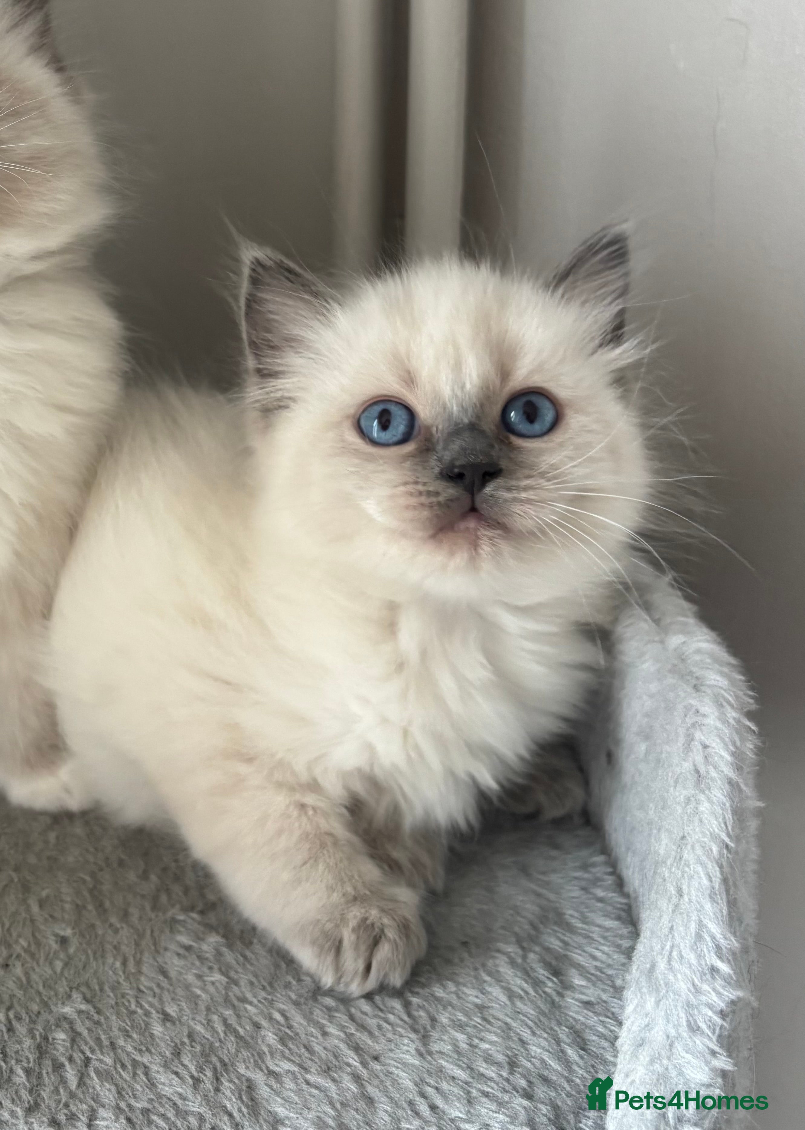 Ragdoll cats AMAZING RAGDOLL KITTENS  - Advert 2