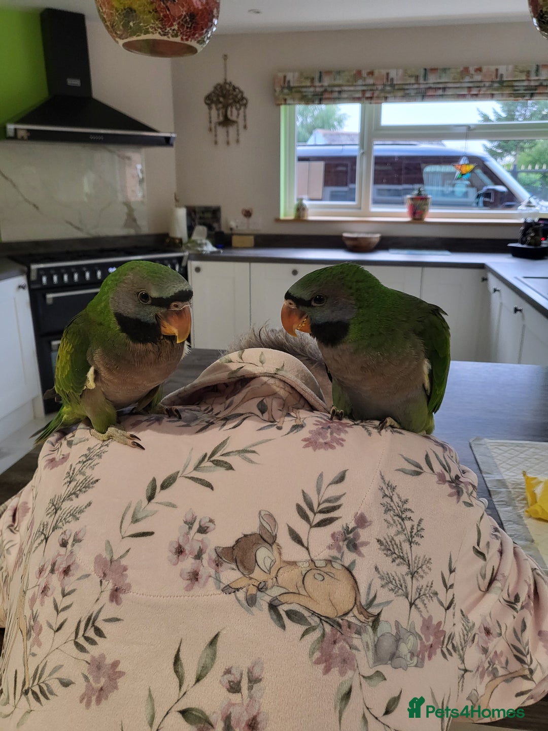 Parakeets birds for sale: Hand reared derbyan - Image 15