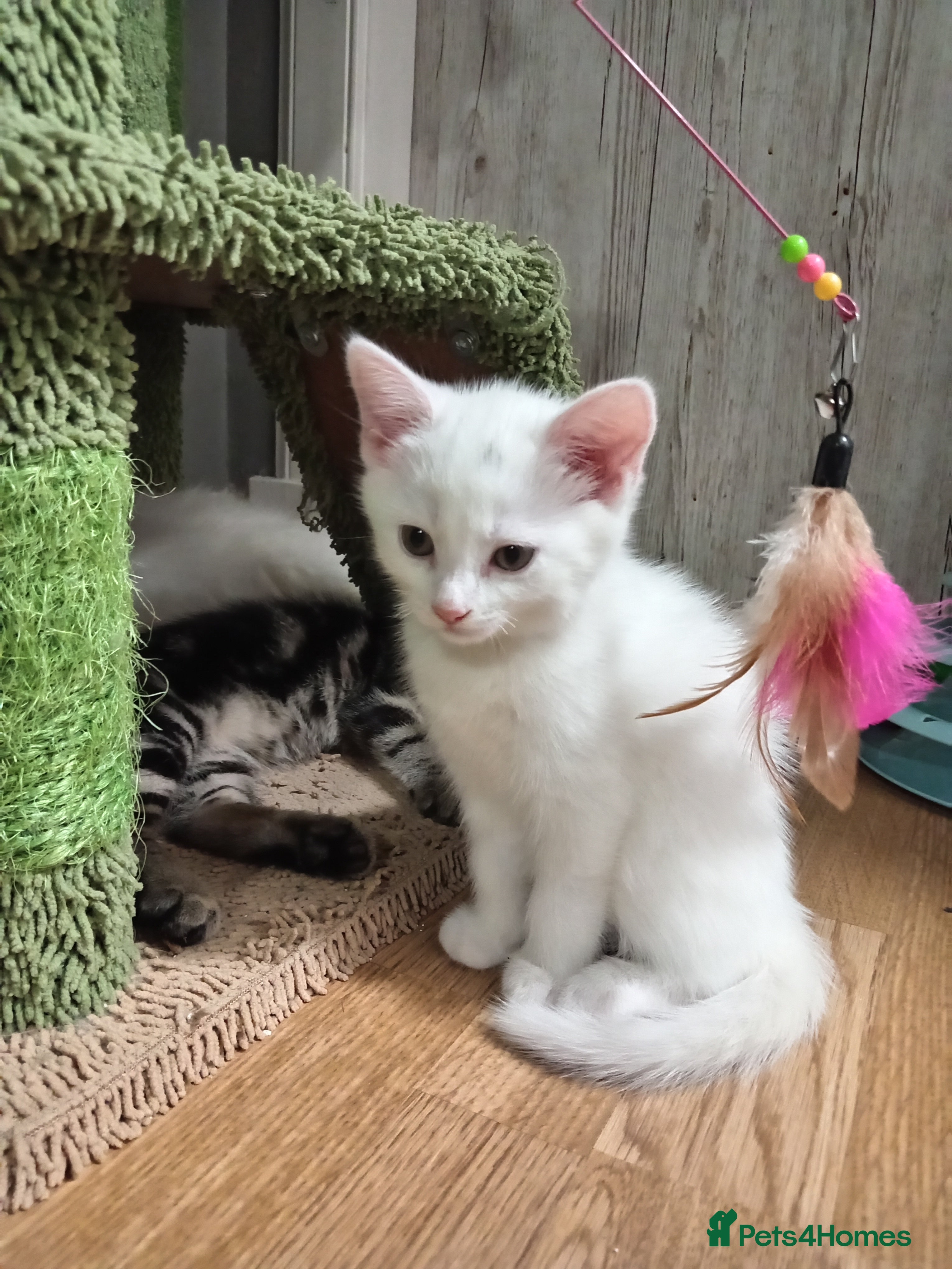 Mixed Breed cats Short hair white kitten for sale she is beautiful  - Advert 15