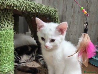 Mixed Breed cats Short hair white kitten for sale she is beautiful - Advert 15