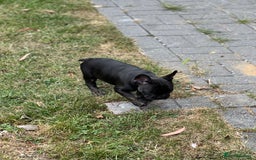 French Bulldog dogs for sale: 4 cute puppies looking for new loving homes - Image 14