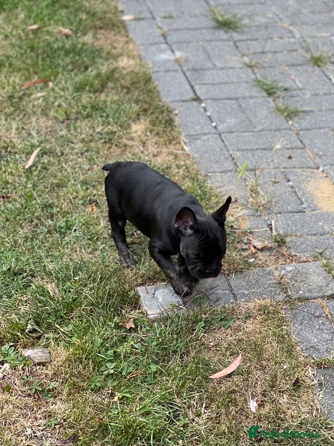 French Bulldog dogs for sale: 4 cute puppies looking for new loving homes - Image 14