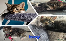 Mixed Breed cats for sale: Three lovely kittens are looking for forever home - Image 3