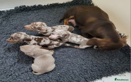 Miniature Dachshund dogs for sale: Kc miniature dachshunds - Image 5