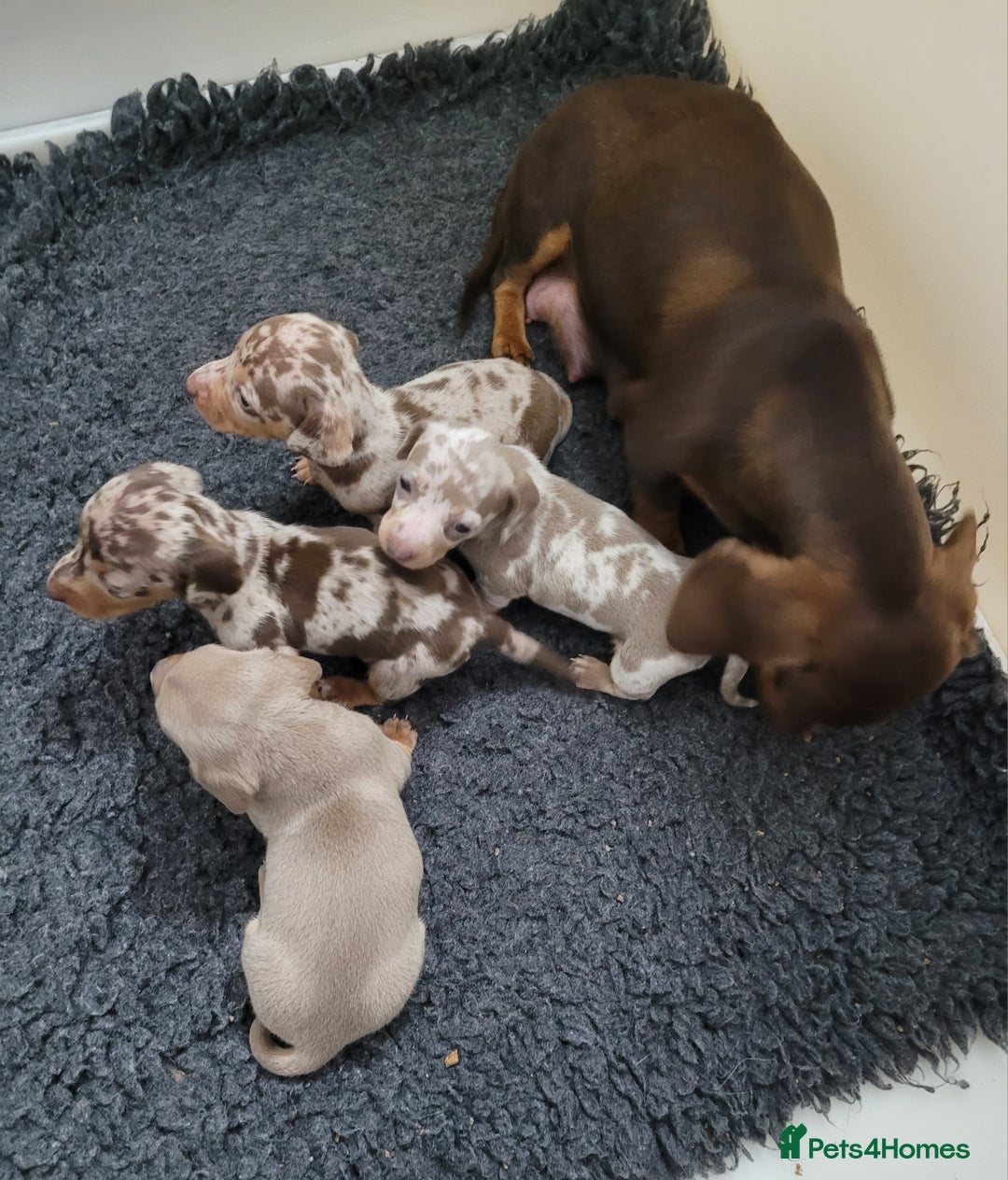 Miniature Dachshund dogs for sale: Kc miniature dachshunds - Image 5