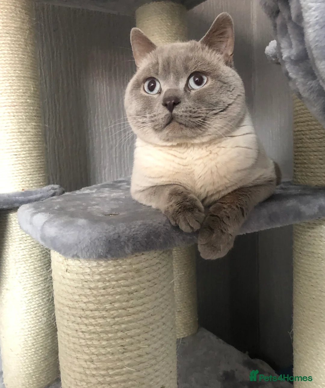 British Shorthair cats for sale: British shorthair kittens  - Advert 14