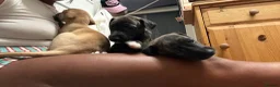 Whippet dogs for sale: Pure WHIPPET PUPPIES - Advert 6