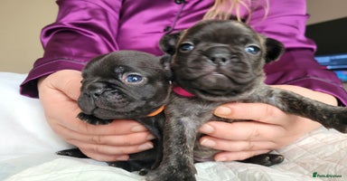 French Bulldog dogs - Advert 11