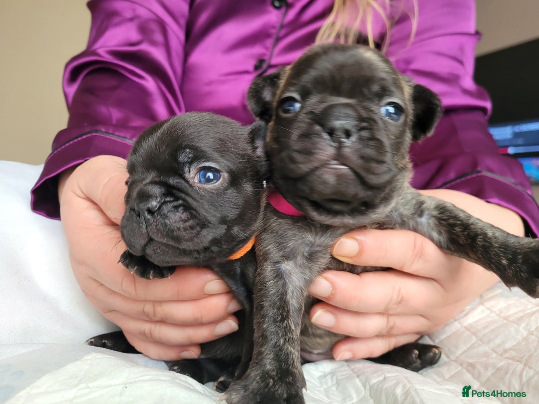French Bulldog dogs for sale: 2 Girls and 4 Boys - Image 3