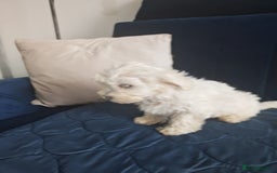 Bichon Frise dogs for sale: In search of a sweet home - Image 14