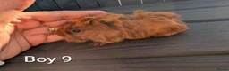 Guinea Pig rodents for sale: Funky breed baby guinea pigs  in Washington - Advert 25