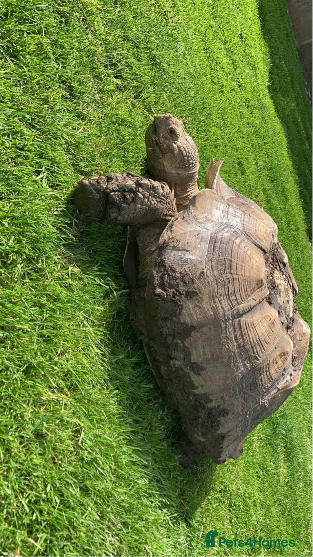 Tortoise reptiles for sale: Sulcata tortoise 19 years old  in Harrogate - Advert 1