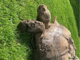 Tortoise reptiles Sulcata tortoise 19 years old - Advert 1