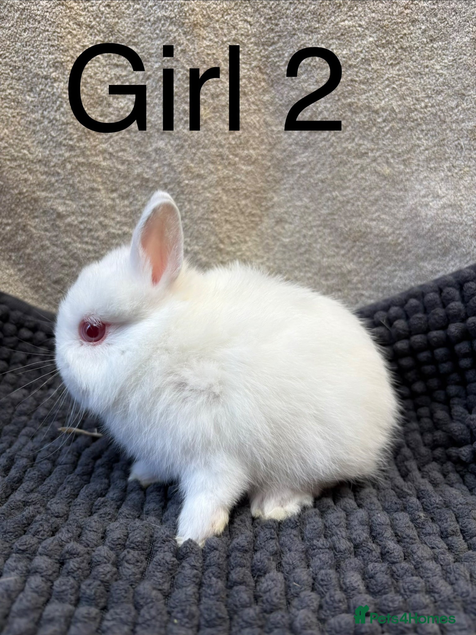 Netherland Dwarf rabbits Pure bred Netherland dwarfs  - Advert 2