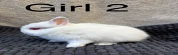 Netherland Dwarf rabbits for sale: Pure bred Netherland dwarfs  - Advert 2