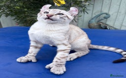 Keetso cats for sale: The best Keetso boy ever  - Image 33