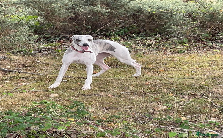 Whippet dogs KC registered blue whippet puppies for sale - Advert 1