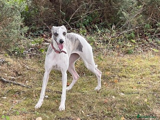 Whippet dogs KC registered blue whippet puppies for sale - Advert 7