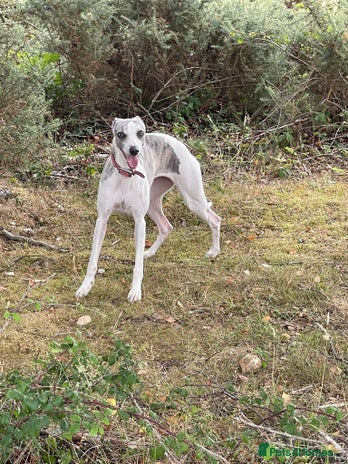 Whippet dogs KC registered blue whippet puppies for sale - Advert 1