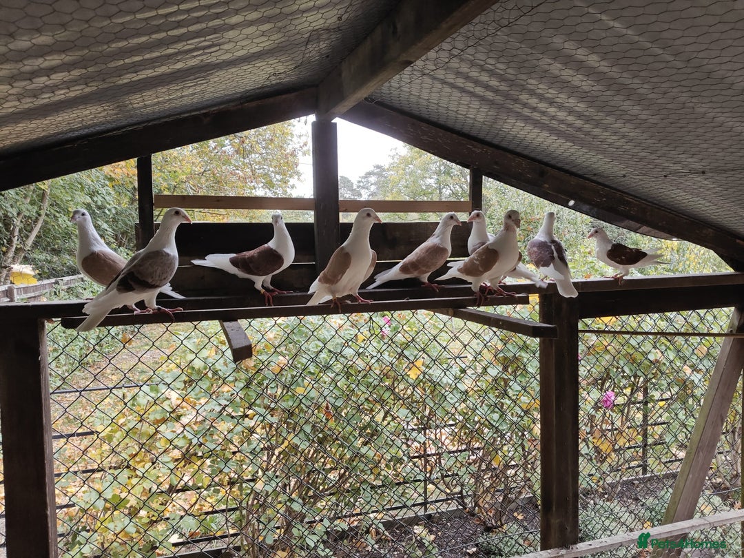 Pigeons birds for sale: sadleback hommers for sale - Advert 6