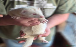 Ferret rodents for sale: ferret kits hobs and jills for sale - Image 17