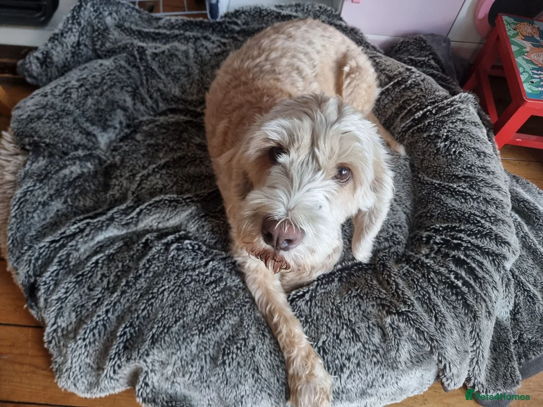 Bocker dogs for sale: Beautiful mix Cocker Spaniel Beagle X - Advert 1