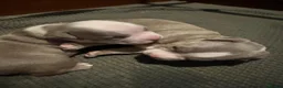 American Bully dogs for sale: Micro American bully pups  in Erith - Advert 10