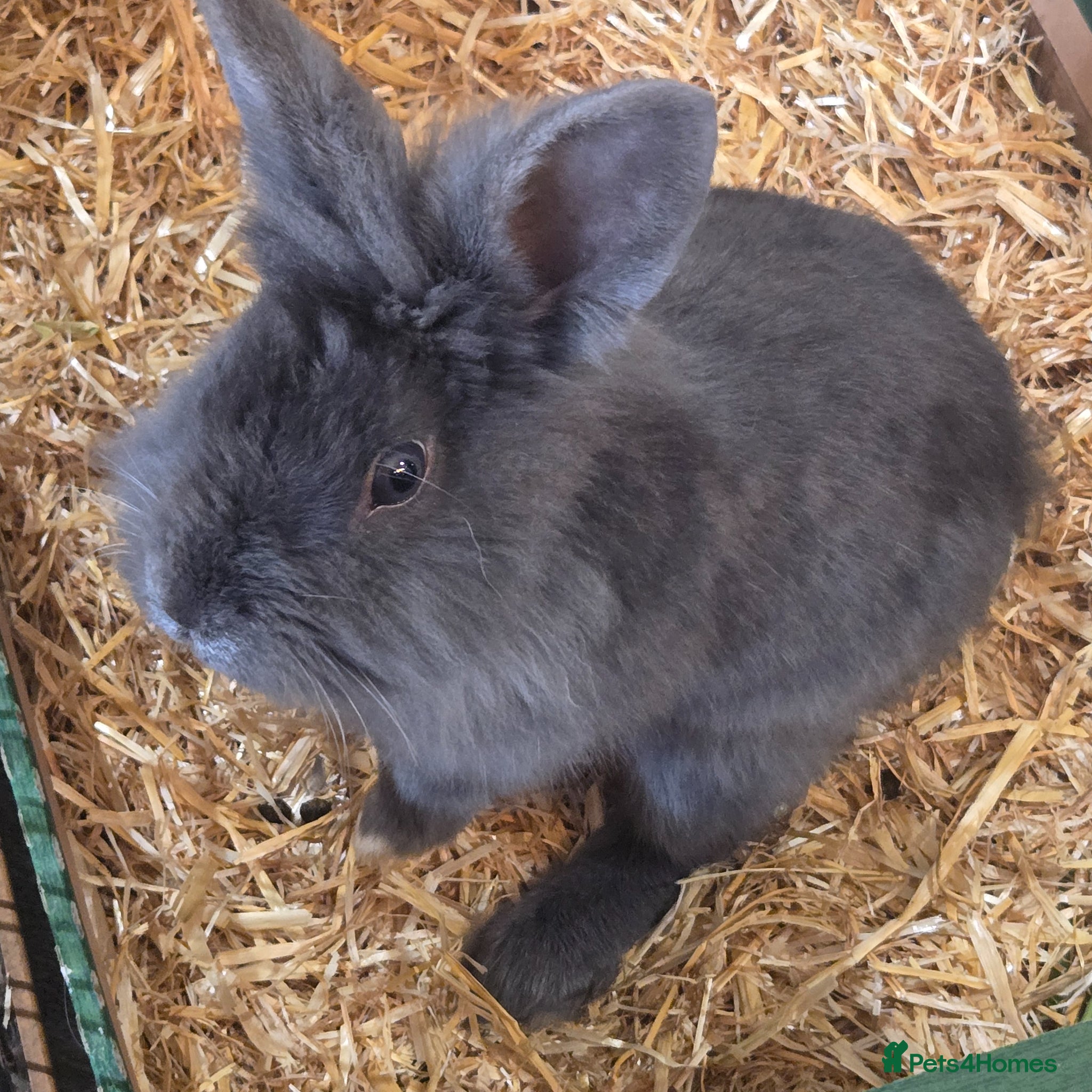 Mixed Breed rabbits Beautiful Blue Grey Rabbit Buck - Advert 6
