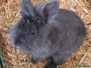 Mixed Breed rabbits Beautiful Blue Grey Rabbit Buck - Advert 6