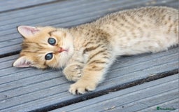 British Shorthair cats for sale: Tica reg Golden Shaded British shorthair kittens. - Image 18
