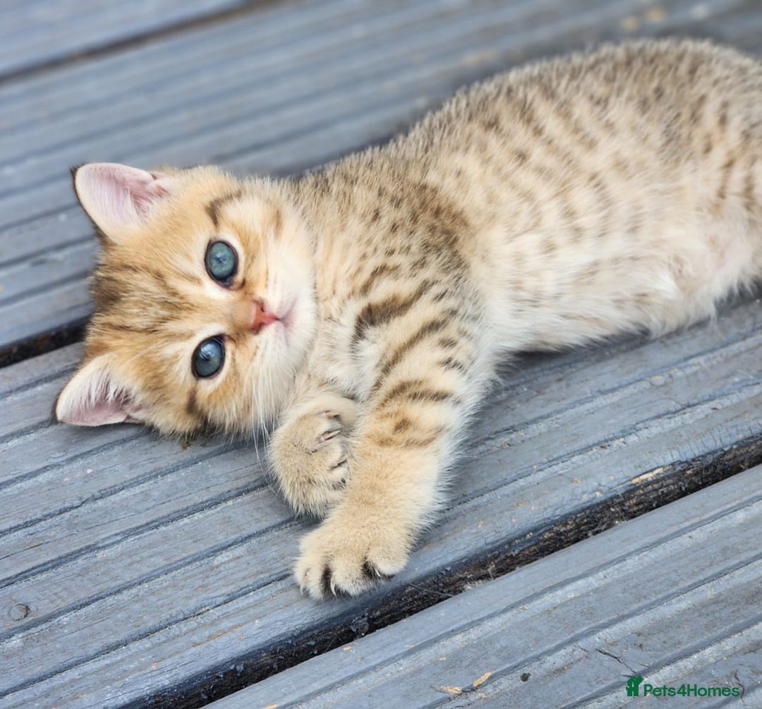 British Shorthair cats for sale: Tica reg Golden Shaded British shorthair kittens. - Image 18
