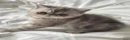 Exotic cats for sale: Gorgeous GCCF reg. kittens from Champions parents  - Advert 20