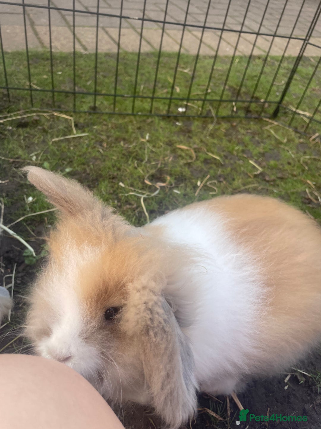 Lionhead rabbits for sale: 4 beautiful lionhead rabbits £35 each - Image 5