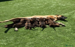Belgian Shepherd Dog dogs for sale: Belgian Malinois puppies  - Image 11