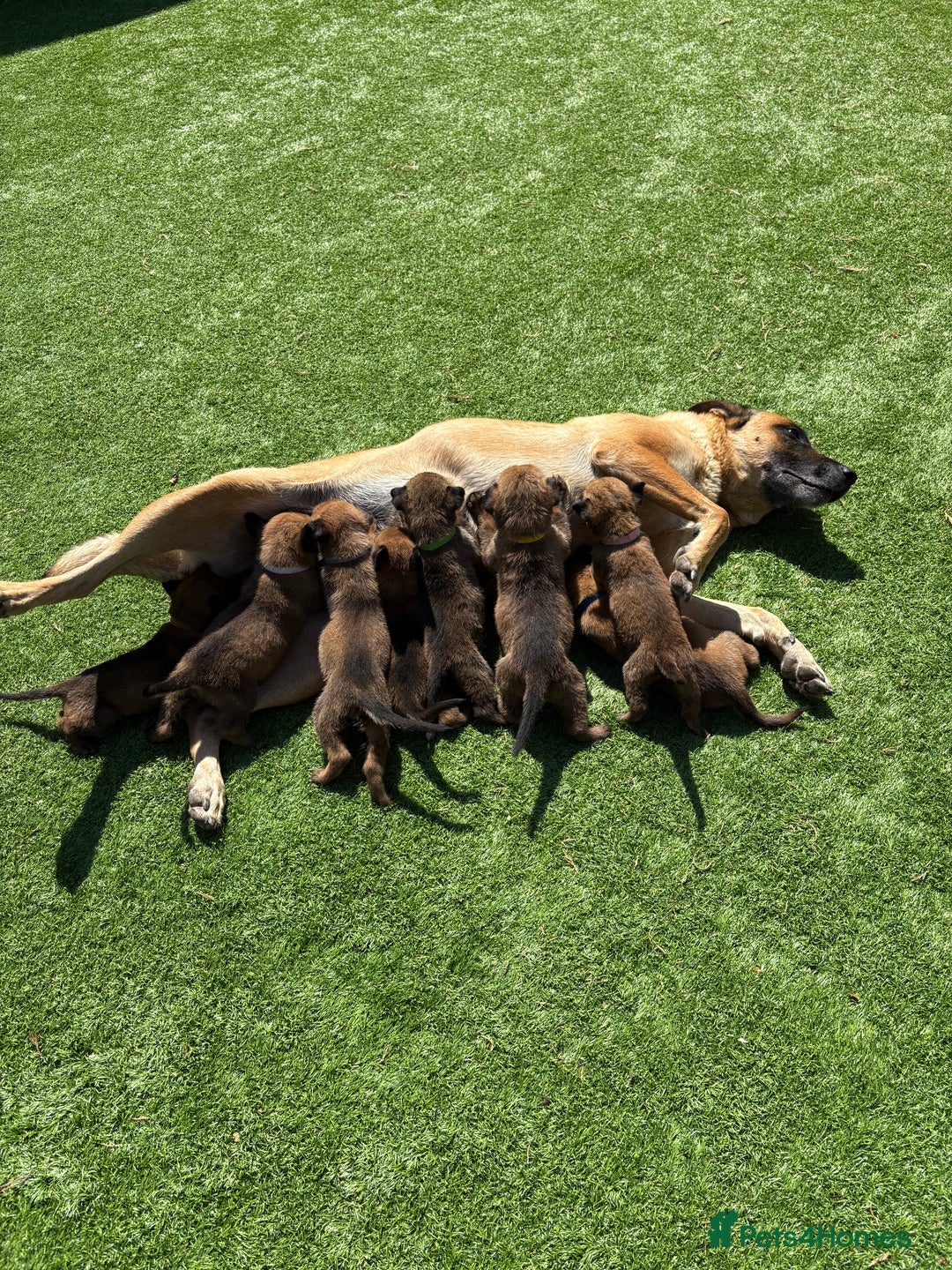 Belgian Shepherd Dog dogs for sale: Belgian Malinois puppies  - Image 11